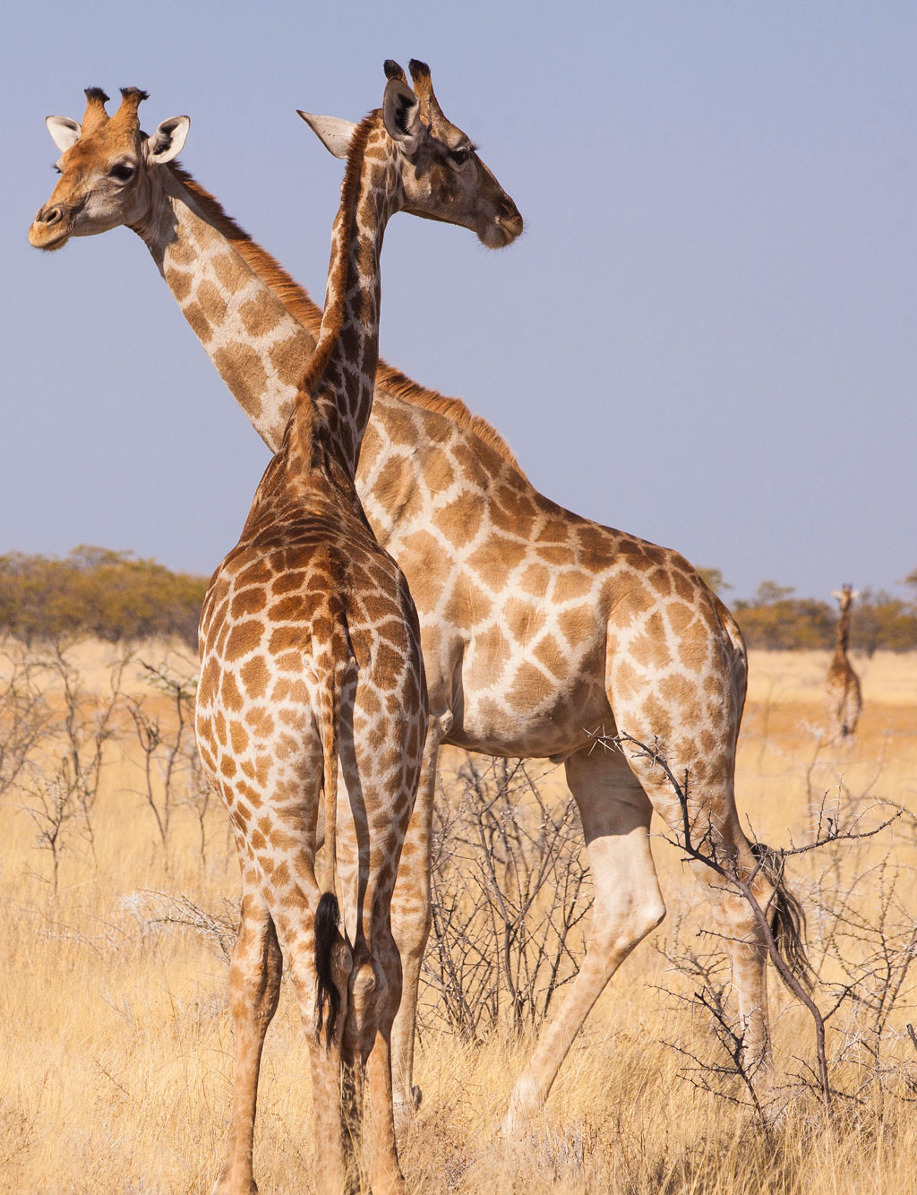 Offerte aanvraag Rondreis Namibië-03