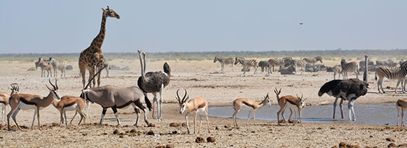 Prijs self-drive safari vakantie door Namibië