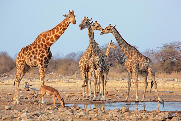 Namibië-Prive-safari-rondreis-met-gids-en-chauffeur-Etosha-National-Park-02
