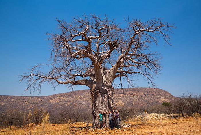 4×4-konvooi-reizen-gids-door-Kaokoland-Damaraland-Namibië-Opuwo-baobab
