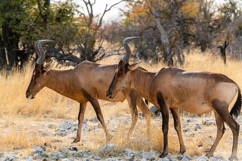 Guided Namibia Photography Tour North-Etoscha National Park