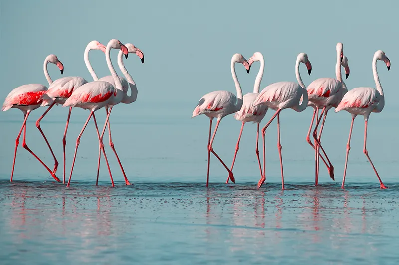 Guided Namibia Photography Tour North-Walvis Bay-flamingos