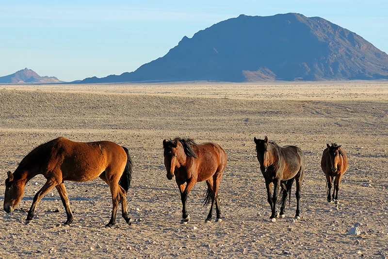 Guided Namibia Photography Tour South-wild horses of the Namib