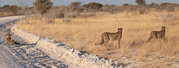 Namibië-Self-Drive-Safari-Reizen-Route-Centraal