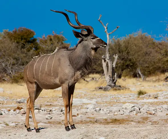 5-daagse self-drive bouwsteen - Namibië Zuid