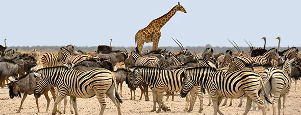 Namibië Self-Drive Bouwsteen Victoria Watervallen en Chobe