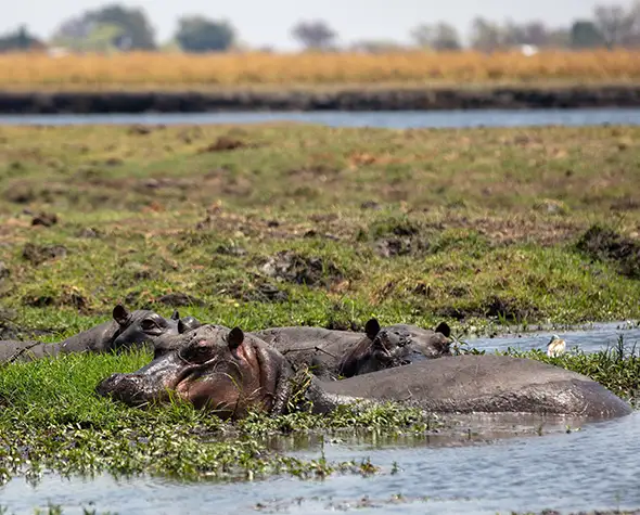 Namibië Self-Drive Bouwsteen Victoria Watervallen en Chobe