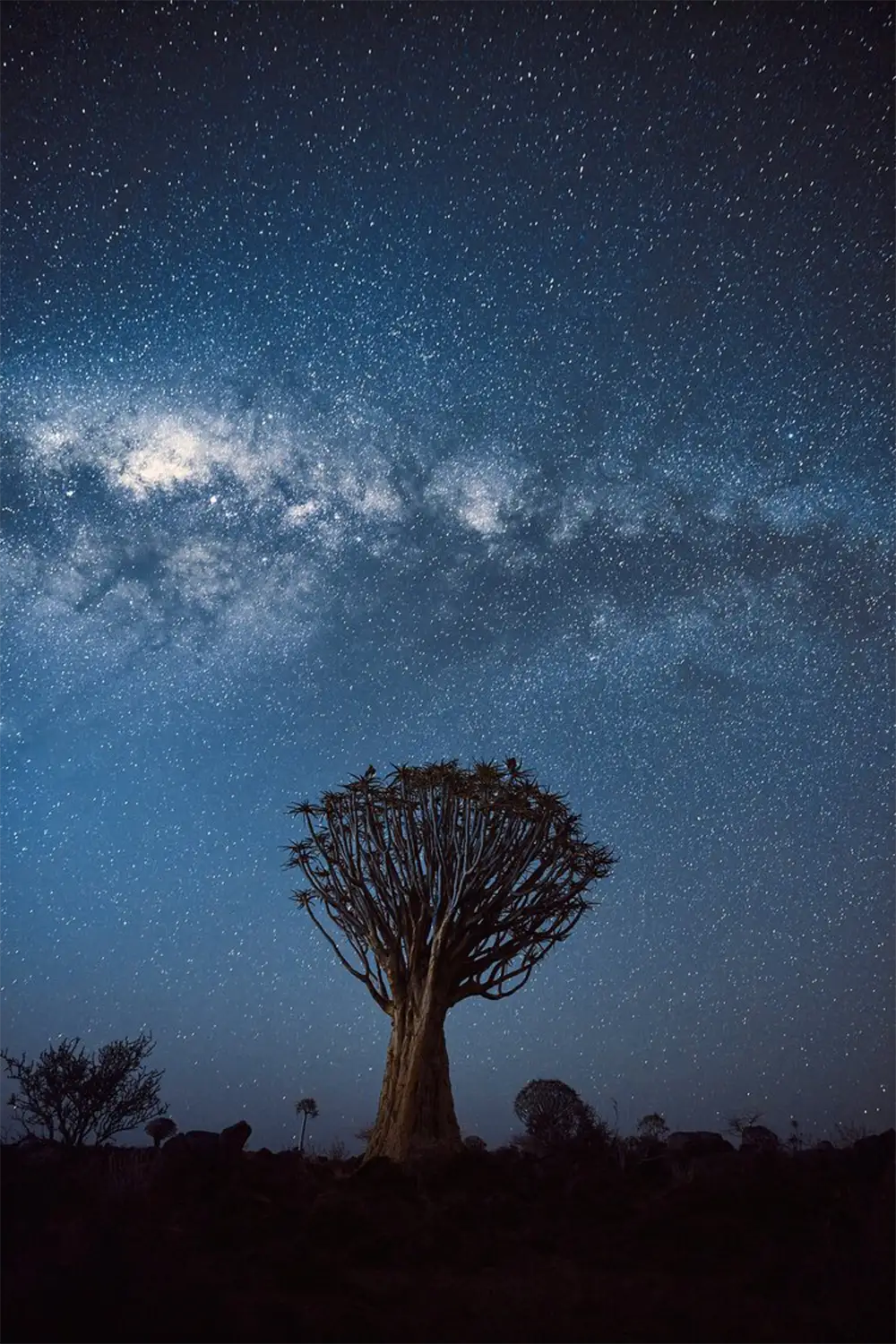 Begeleide Fotoreis-Iconisch-Namibië-Quiver-Tree-Forest