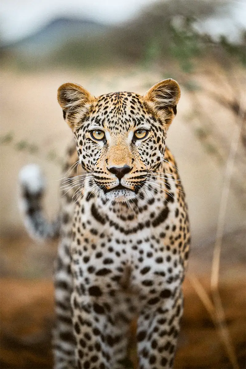 Begeleide Fotoreis – Wild Namibië