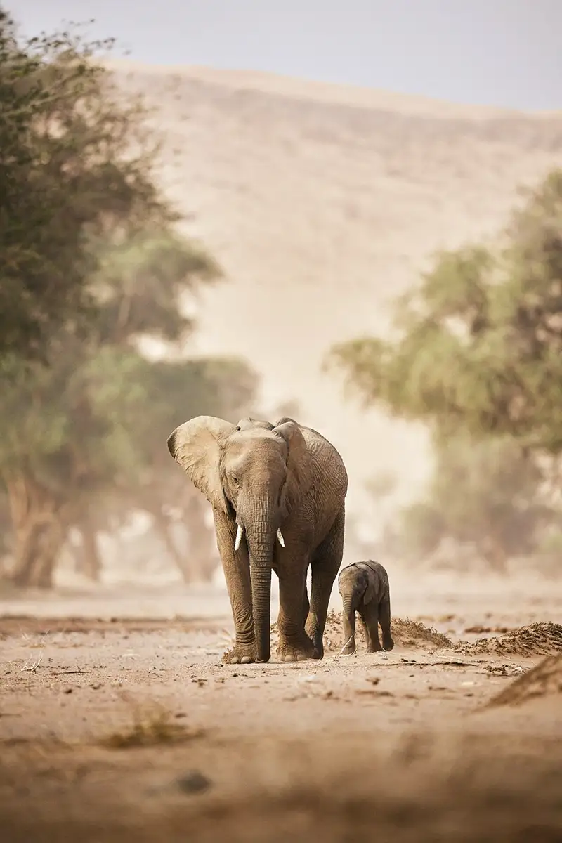 Begeleide Fotoreis – Wild Namibië