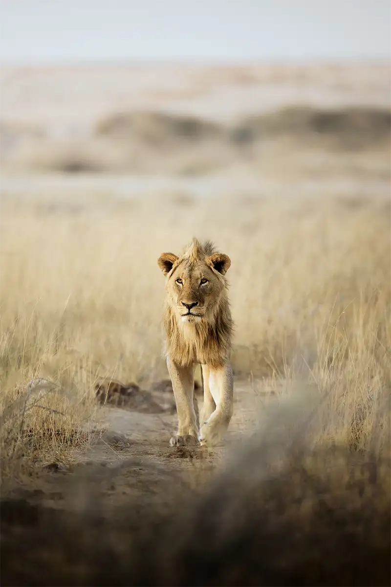 Begeleide Fotoreis – Wild Namibië