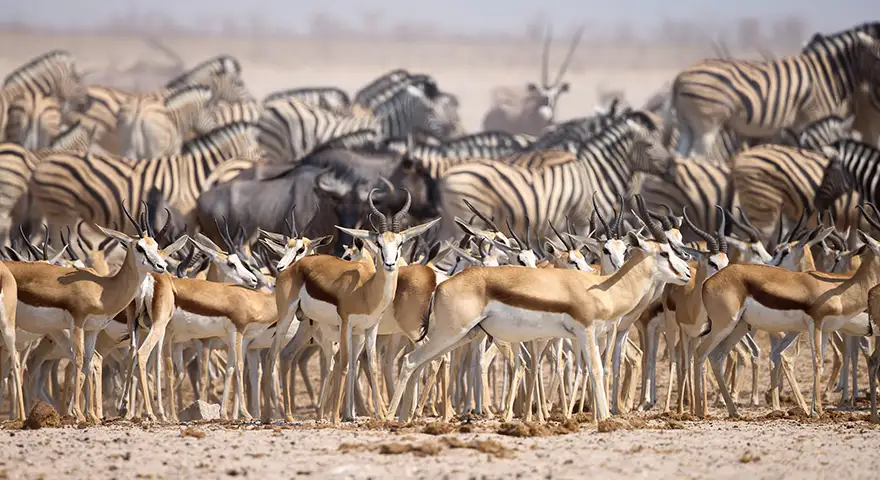 Begeleide Fotoreis – Wild Namibië